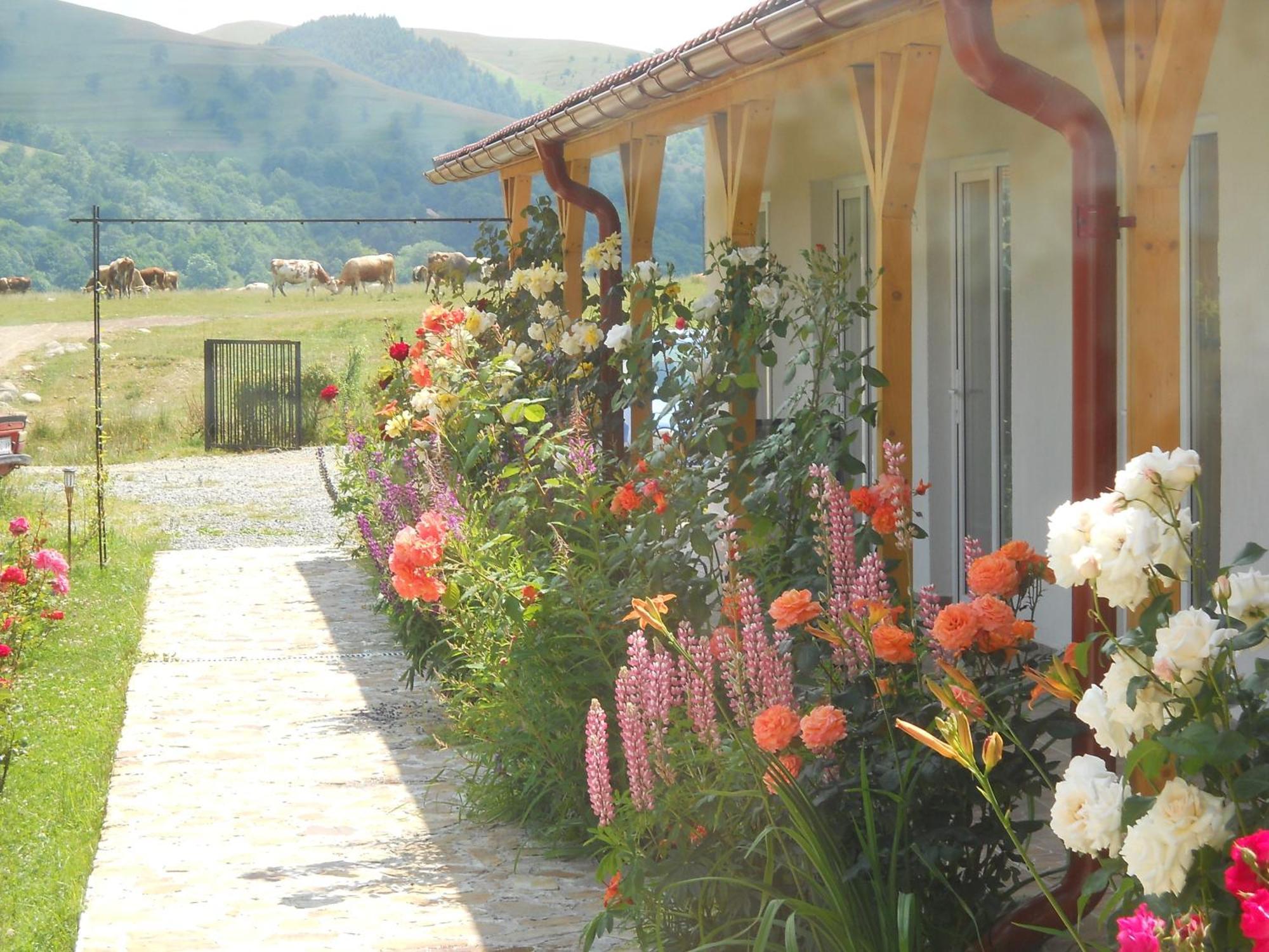Pensiunea Poezii Alese Valea Drăganului Esterno foto