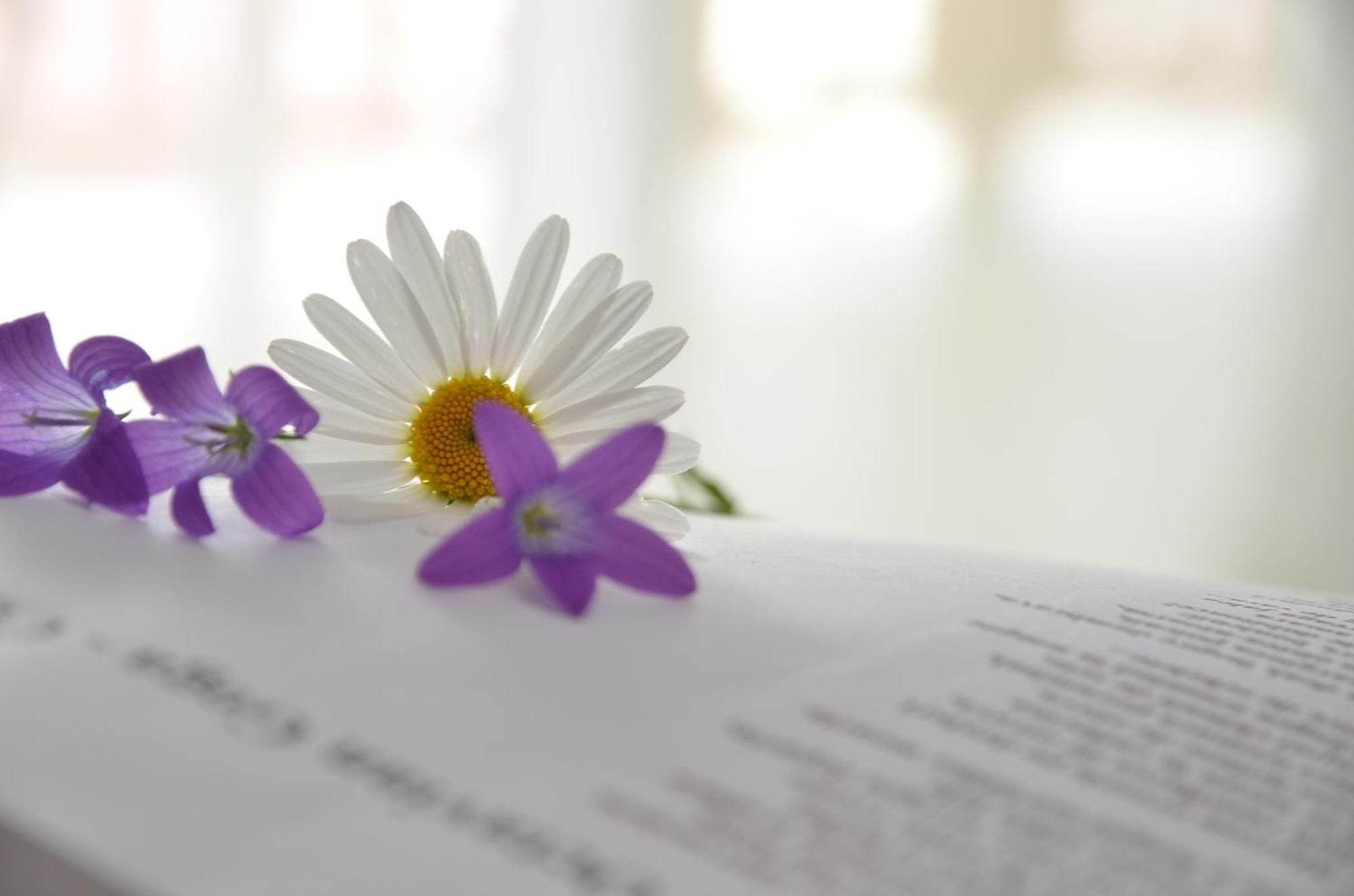 Pensiunea Poezii Alese Valea Drăganului Esterno foto