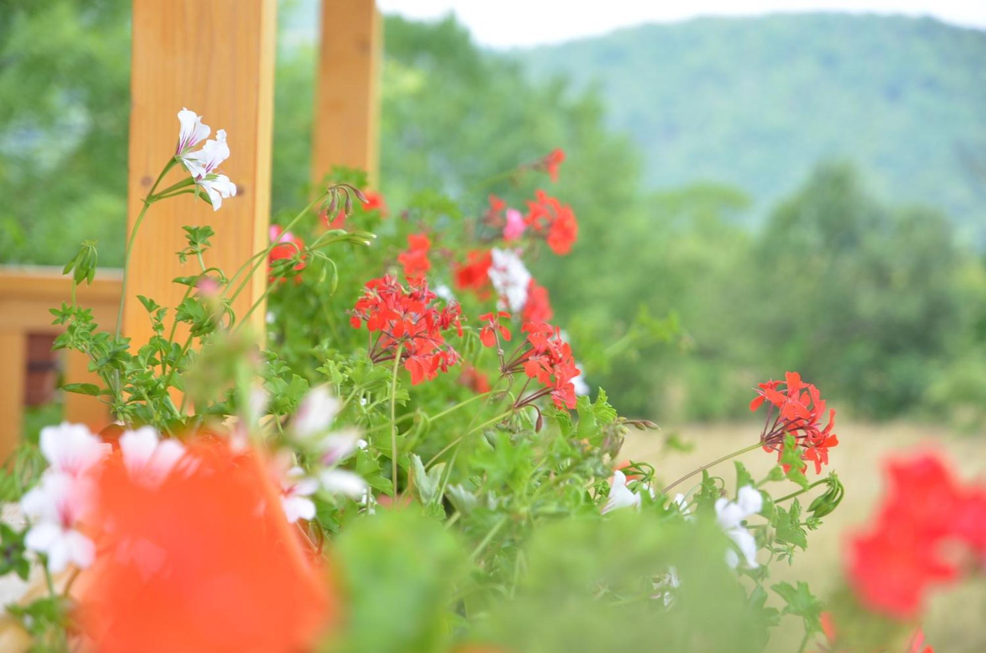Pensiunea Poezii Alese Valea Drăganului Esterno foto